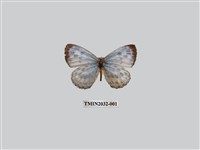 藏品(青雀斑灰蝶)的圖片